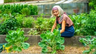 Senior woman tending to her home vegetable garden, planting organic brussels sprouts in a raised bed, reflecting a healthy lifestyle and sustainable living