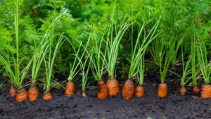 Carrots grow in the garden.
