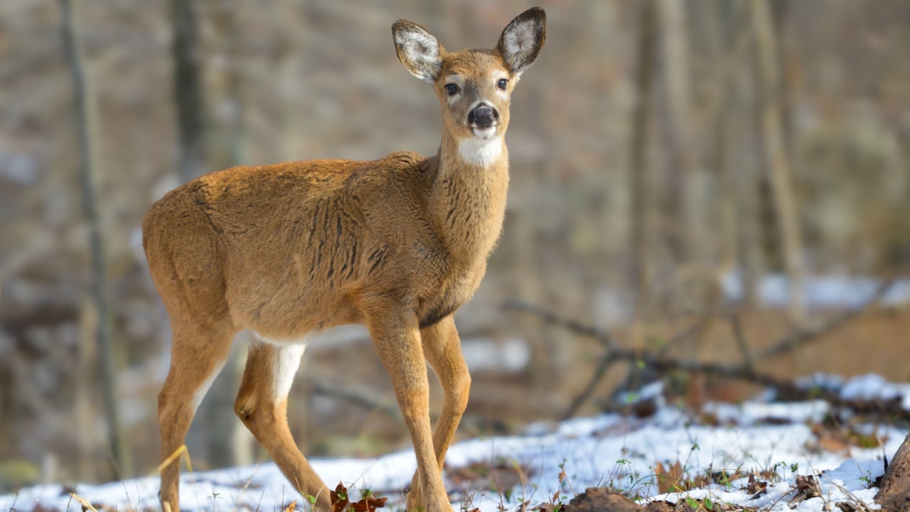 White-tailed deer in winter forest - Shenandoah National Park, Virginia - United States