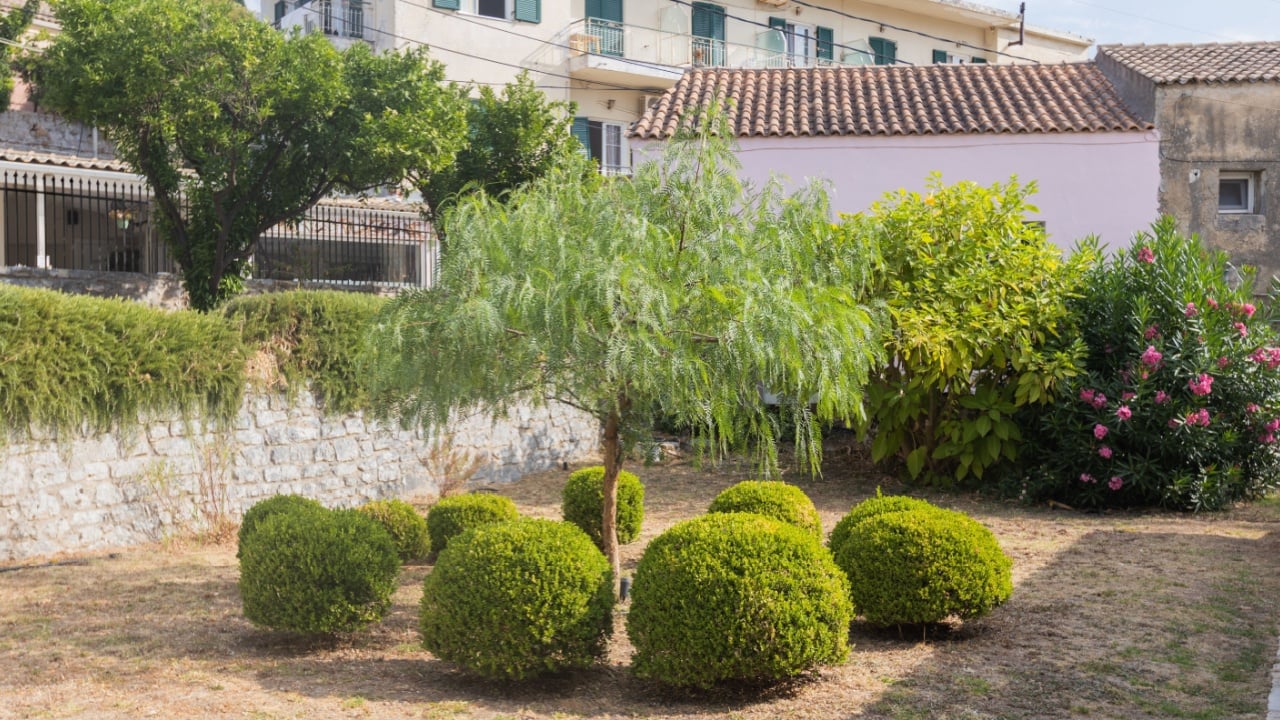 Residential garden with central tree and circular bushes in sunny neighborhood setting