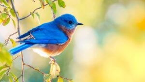 Eastern Bluebird (Sialia sialis) male