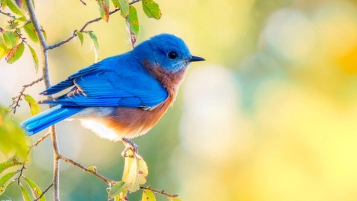 12 Plants That Attract Bluebirds to the Backyard