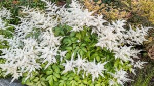 Beautiful white Astilbe flowers add a touch of elegance to this Pacific Northwest garden. A serene, floral view.