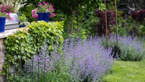 A lush English style garden border of billowing lavender-purple catmint lines a velvety green lawn