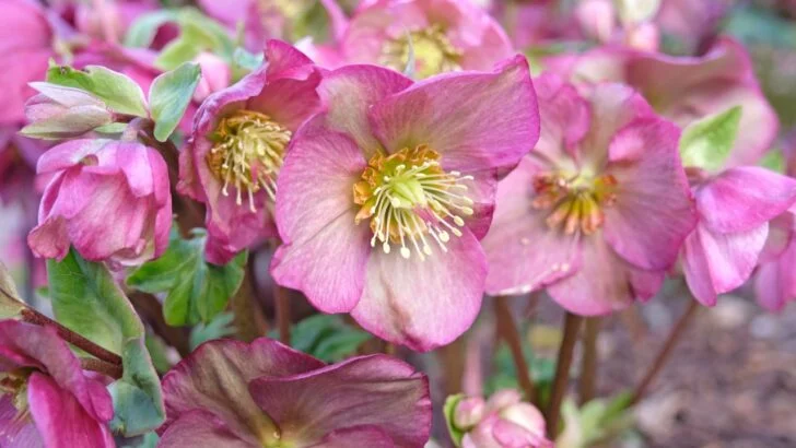 9 Pink Perennials That Love the Shade