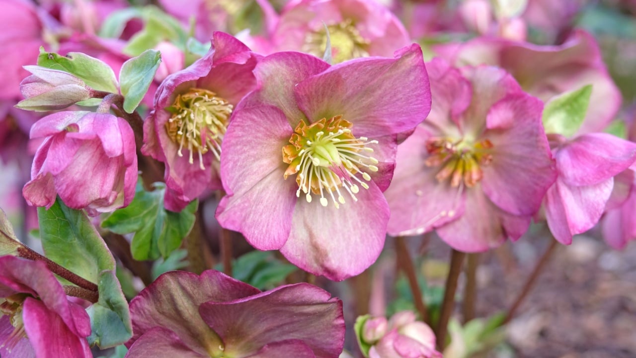Pink Hellebores, hellebore, ‘Dorothy's Dawn’ or lenten rose, in flower