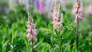 Flowering Lupin (Lupinus polyphyllus). Blooming field large-leaved lupines or garden lupines in early summer, close-up with selective focus.
