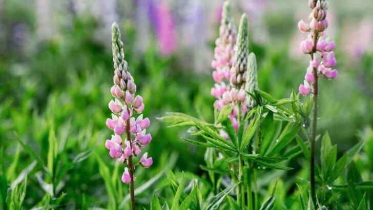 17 Native Wildflowers to Plant This Spring for a Full Beautiful Garden
