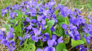 In spring in the wild forest fragrant violet (Viola odorata) grows