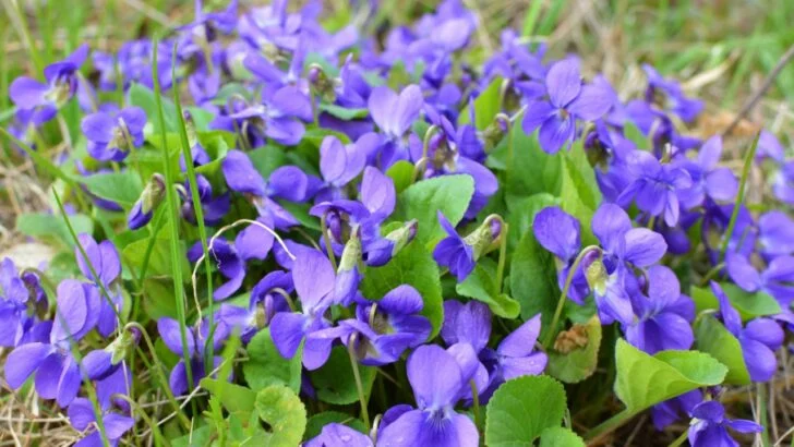 11 Easy Grass Alternatives That Don’t Require Mowing the Lawn