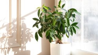 Ficus Bonsai in White Ceramic Pot by Sunlit Window