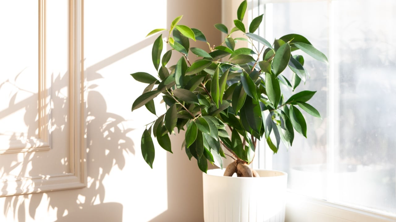7 Best Indoor Bonsai Trees (And How To Help Them Thrive)