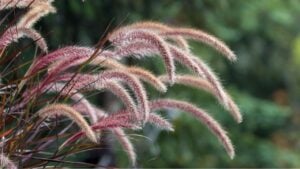Purple Fountain Grass Ornamental Plant in Garden Landscaping Closeup