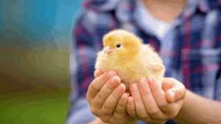 baby chick child holding it