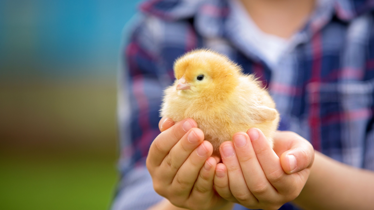 baby chick child holding it