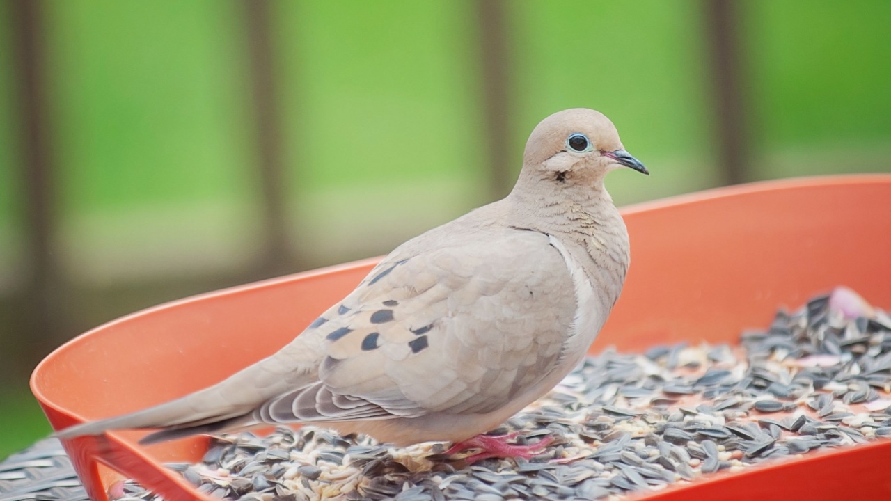 Mourning Dove at Feeder