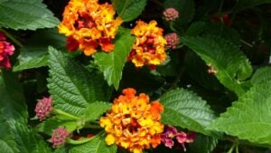 Lantana camara,Schloss Ortenburg ,plant, Verbenaceae family