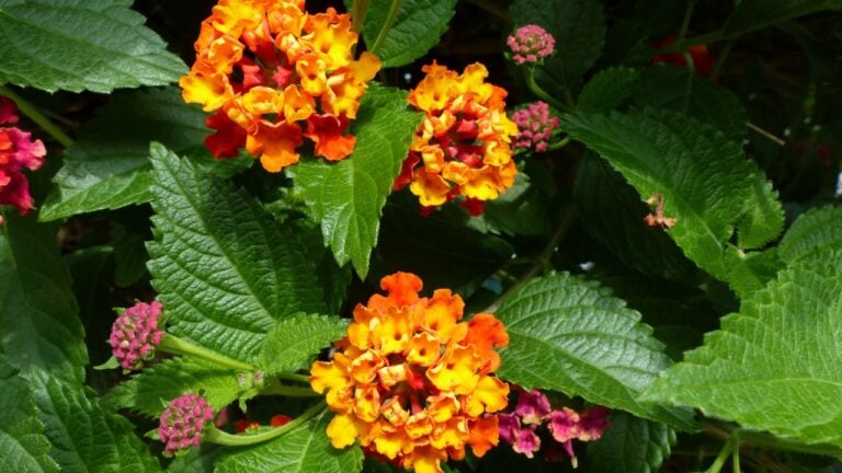 Lantana camara,Schloss Ortenburg ,plant, Verbenaceae family