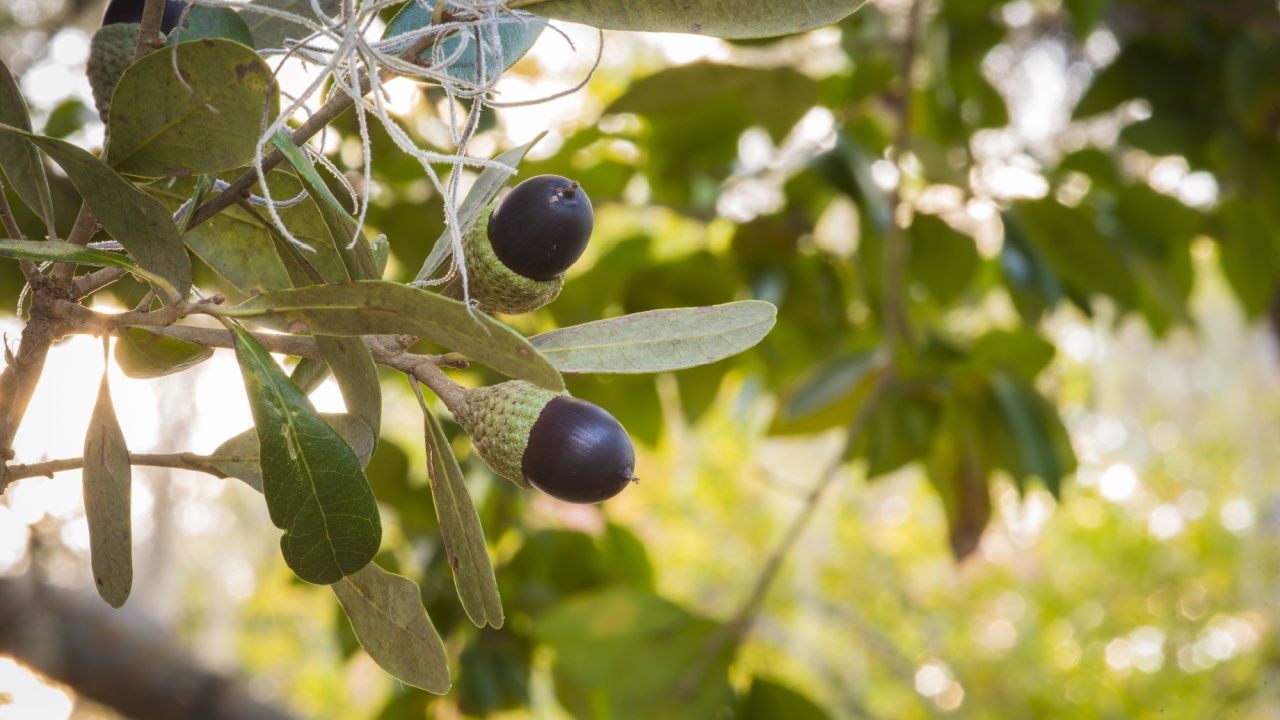 Live oak tree acorn nut seed macro close up in tree with sunset background