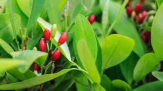 Leaves of coca plant or Erythroxylum novogranatense