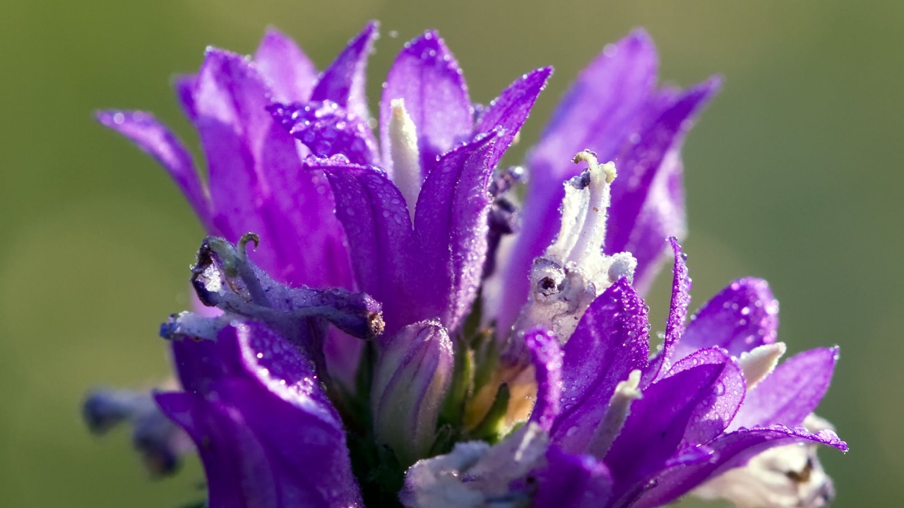 campanula spp. bellflower