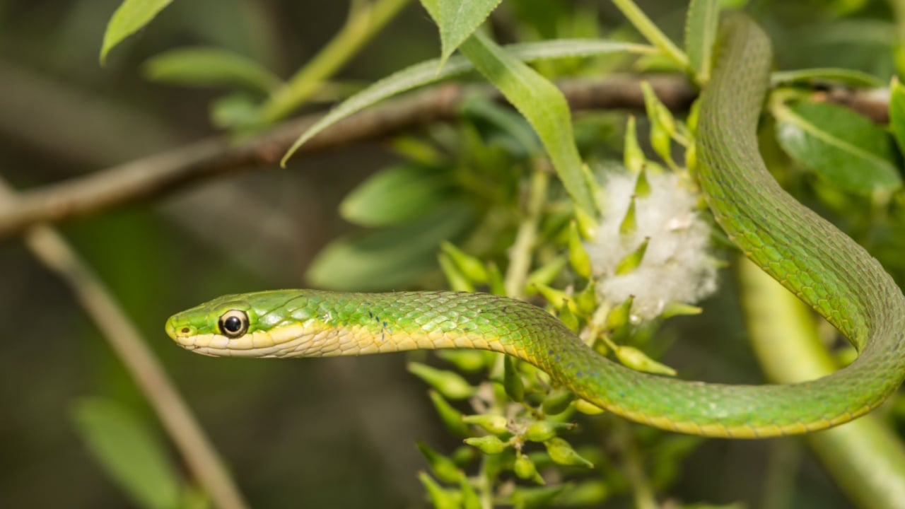 Rough Green Snake