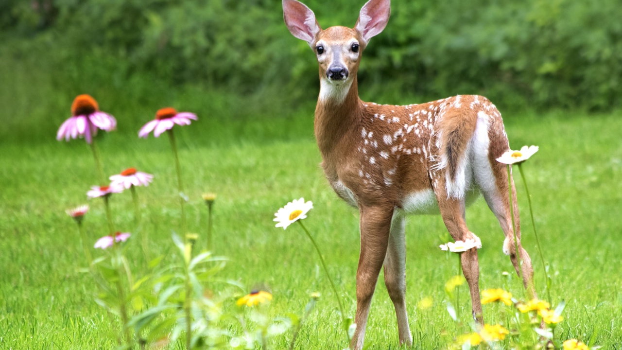 White Tailed deer fawn stands near flowers in a garden
