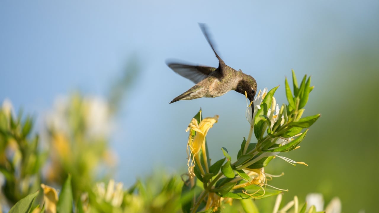 Black chinned male hummingbird sipping nectar from honeysuckle flowers with a blue sky in the background.