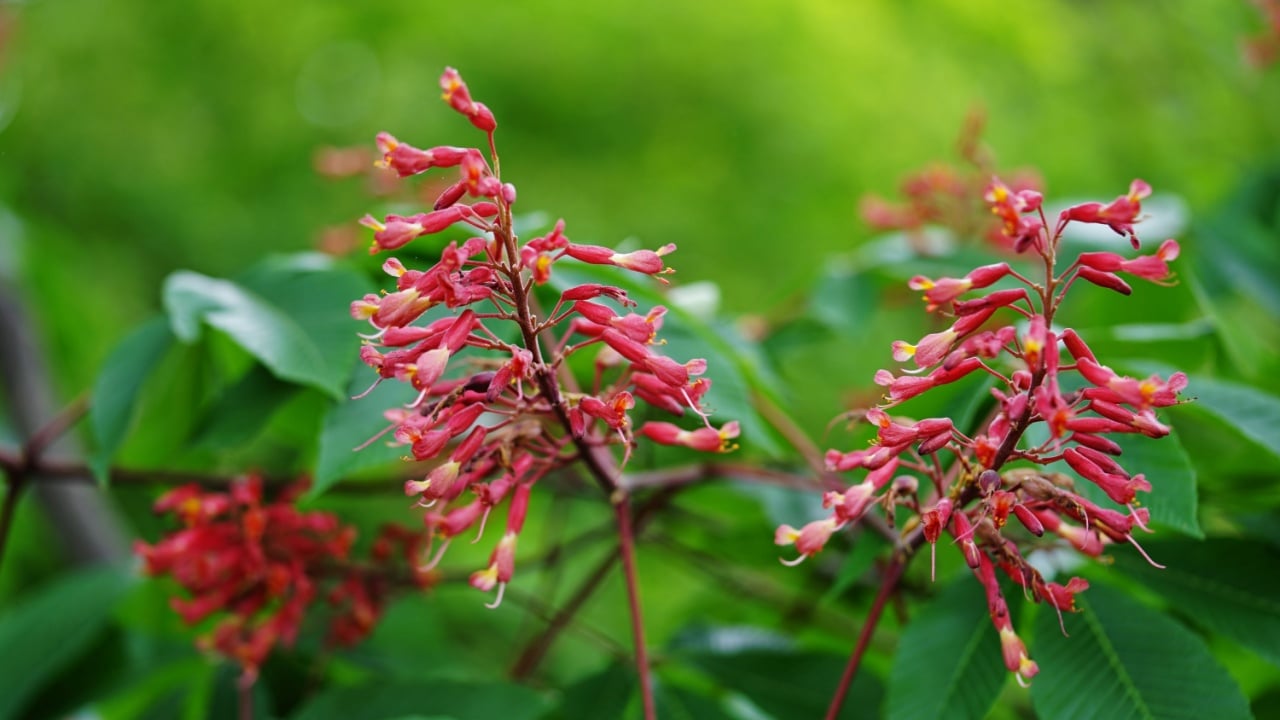 Red buckeye (aesculus pavia) flowers on a tree