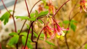 Eastern Columbine Flower