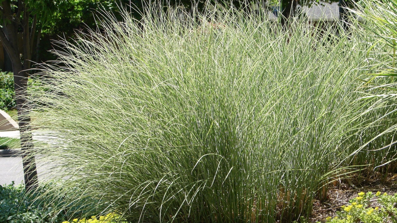 Miscanthus sinensis 'Morning Light'