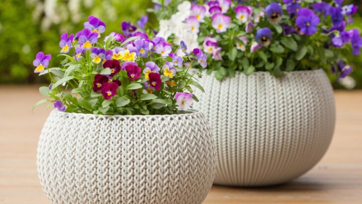 19 Flowers That Are Perfect for Container Gardens