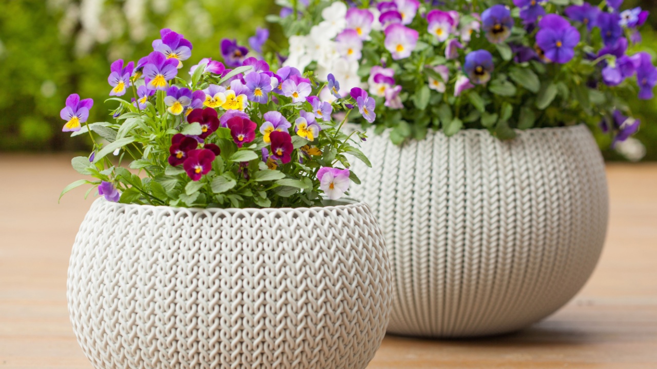 beautiful pansy summer flowers in flowerpots in garden