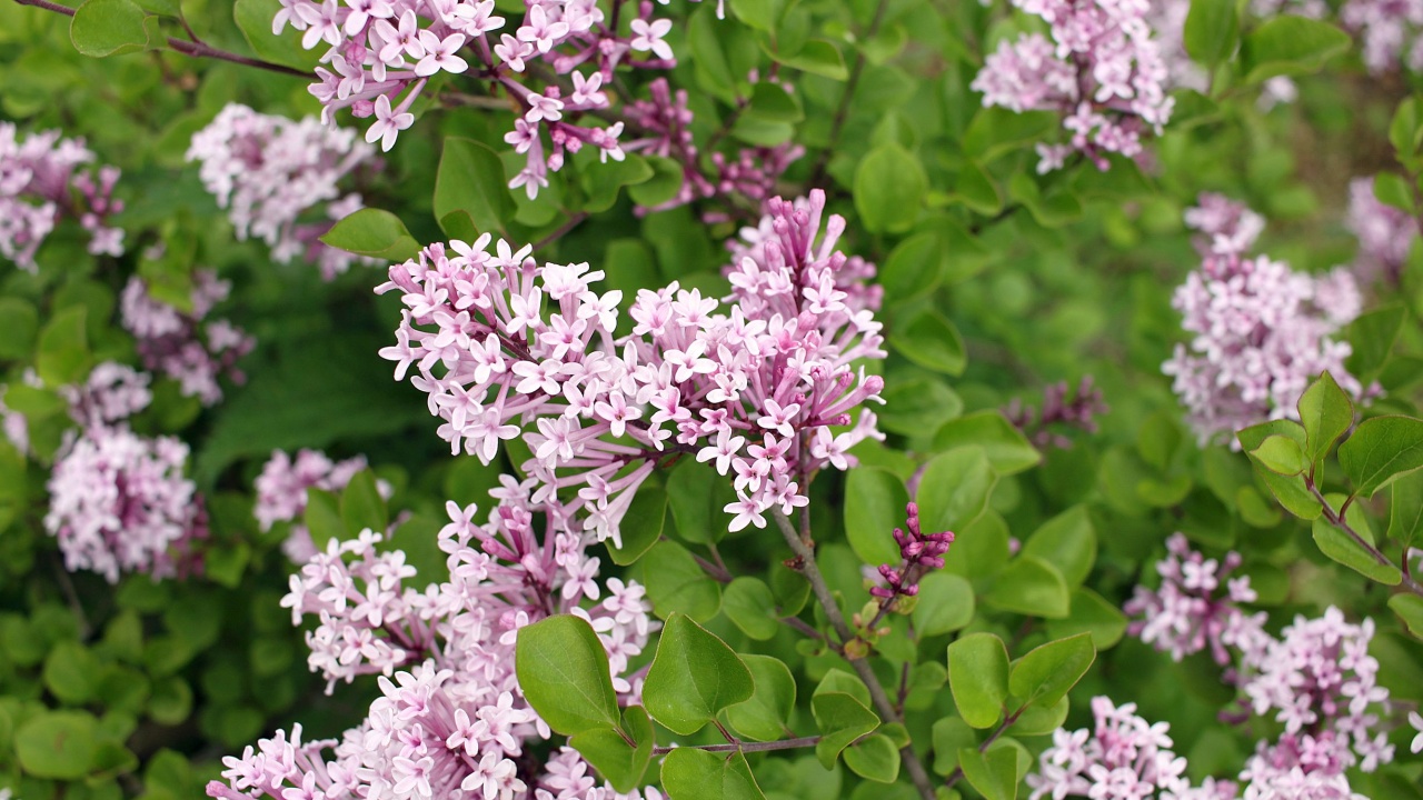 Syringa meyeri Palibin (Korean lilac) is a dense, compact, low-spreading, deciduous shrub that gets decoratively covered with a lilac-pink flowers