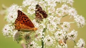 Orange butterfly macro. Close up of two butterflies, red smaller and bigger orange butterfly, standing on the white flower of elderberry that is growing on the meadow.