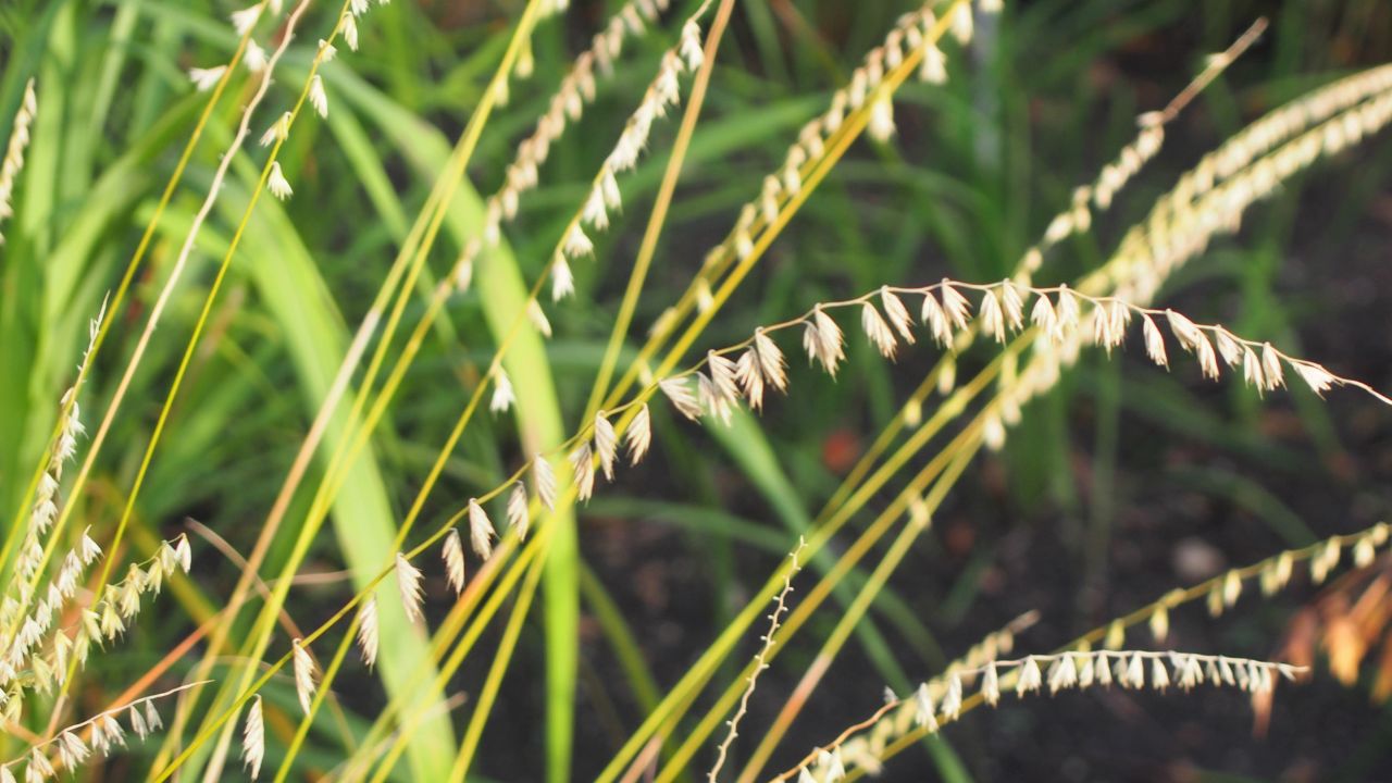 Sideoats grama (Bouteloua curtipendula), plant cultivated in Wrocław University Botanical Garden, Wrocław, Poland.