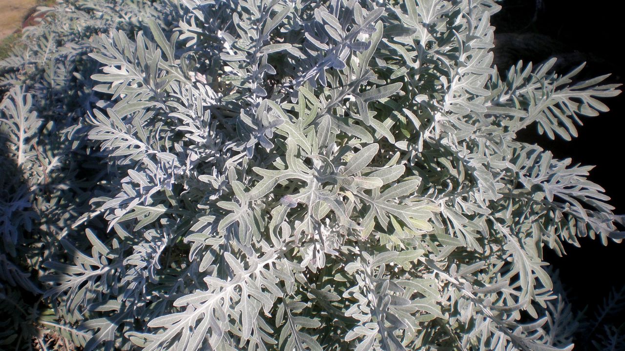 Silver Dust (Centaurea cineraria)