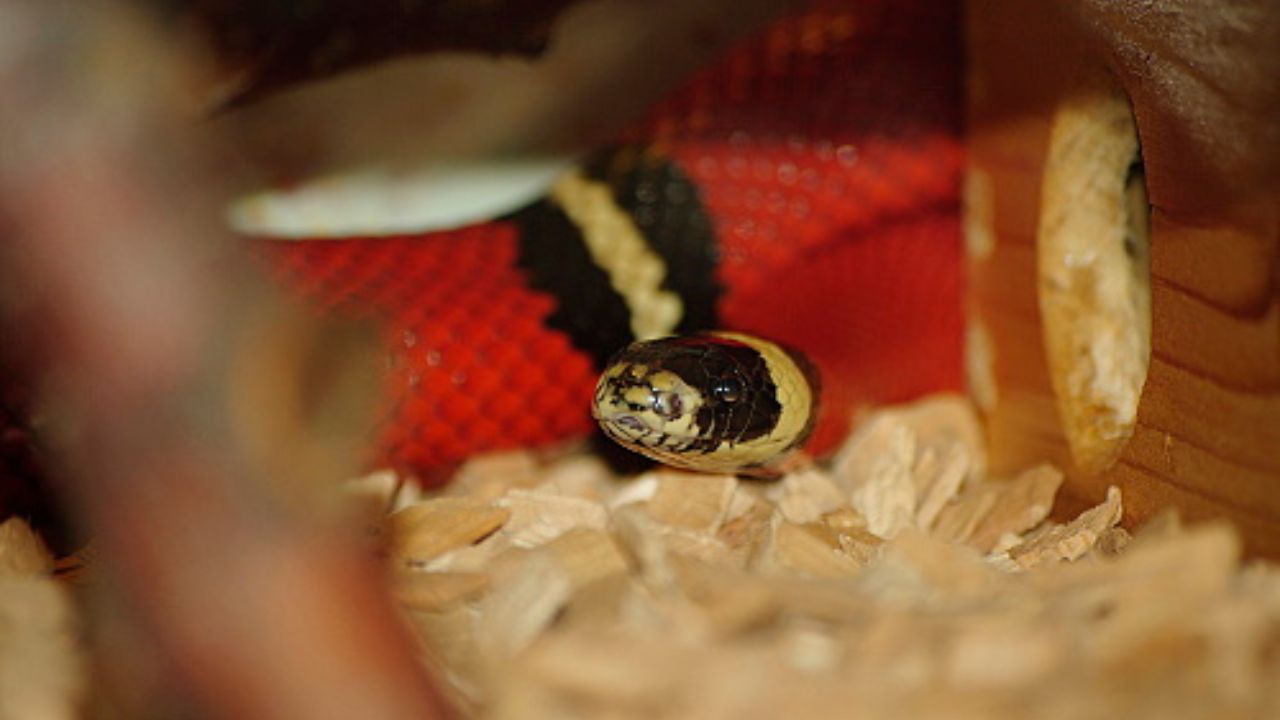 Sinaloan milk snake Lampropeltis triangulum sinaloae