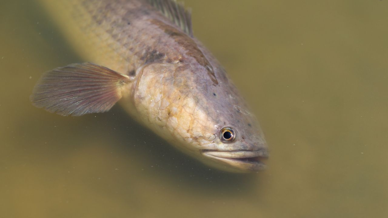 Snakehead closeup photographed at Bardiya