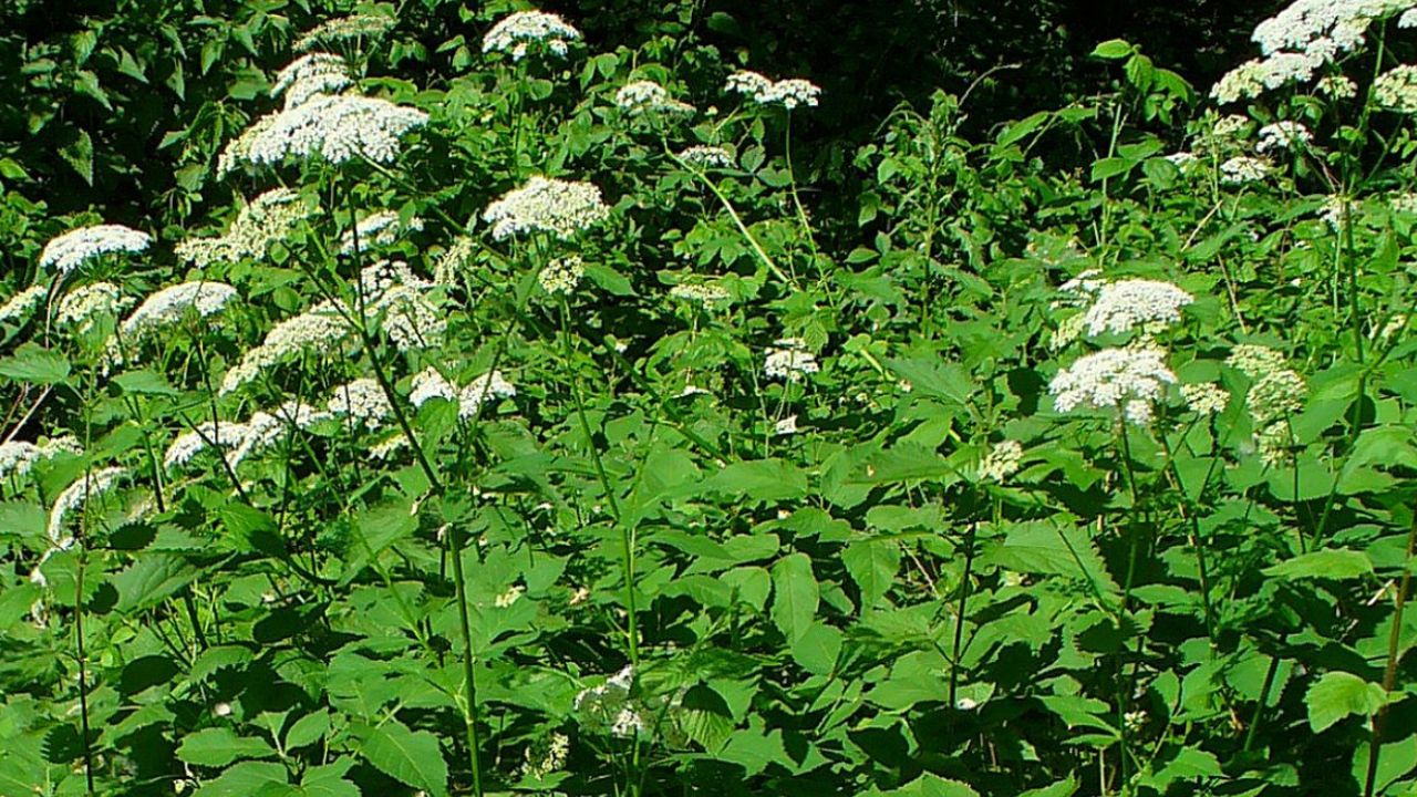 Snow-on-the-Mountain (Aegopodium podagraria)