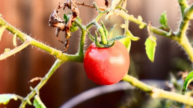 Solanum lycopersicum tomato
