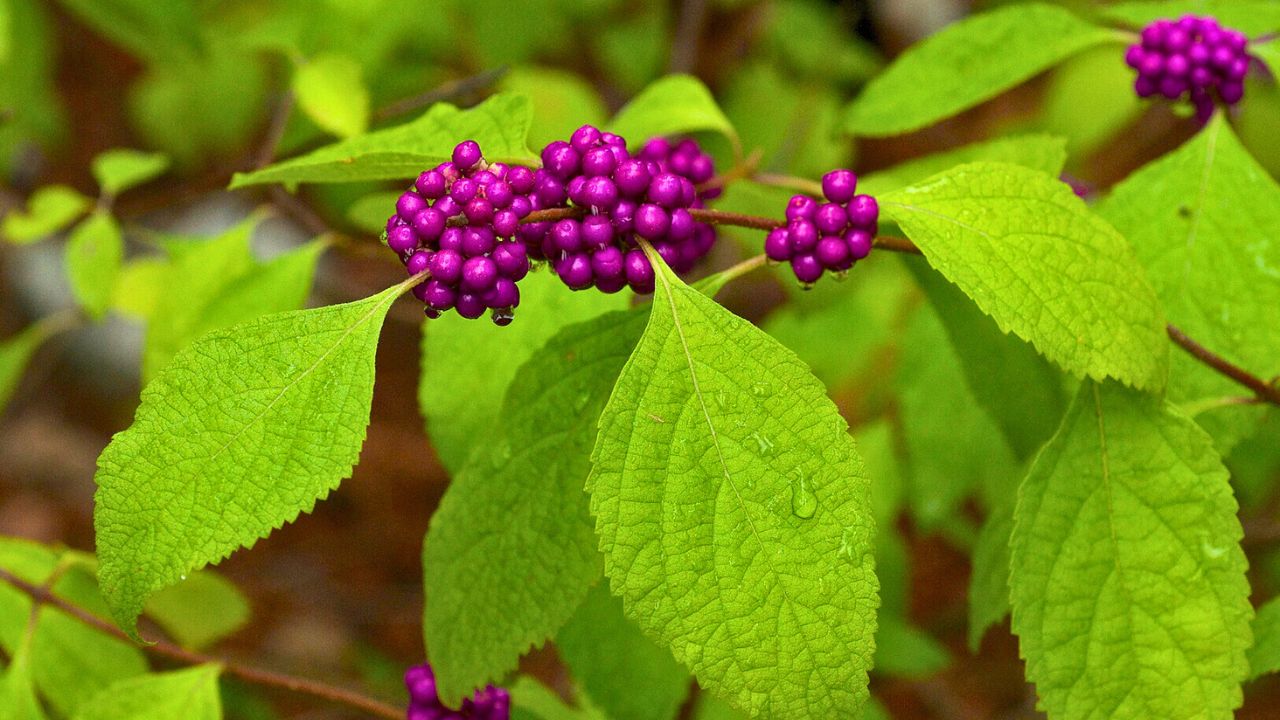 Species from Southeastern North America Common name American Beautyberry