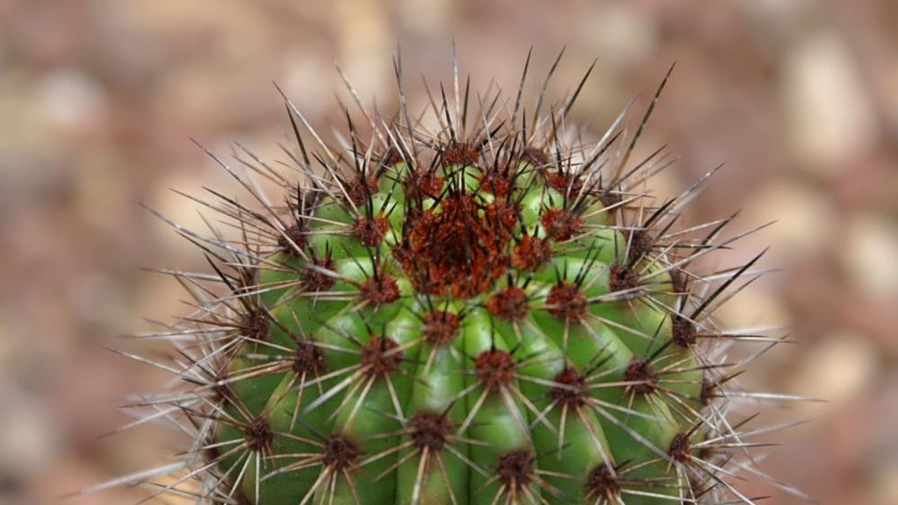 Stenocereus thurberi