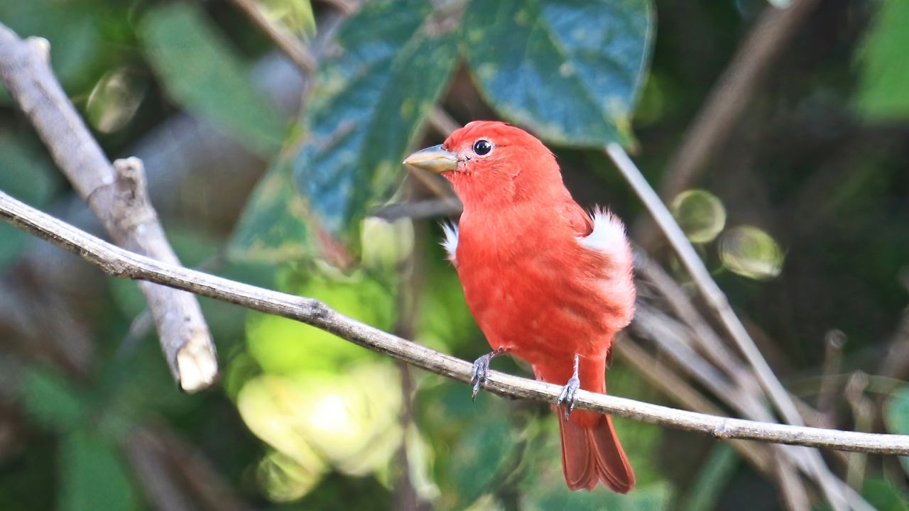Summer Tanager (Piranga rubra)