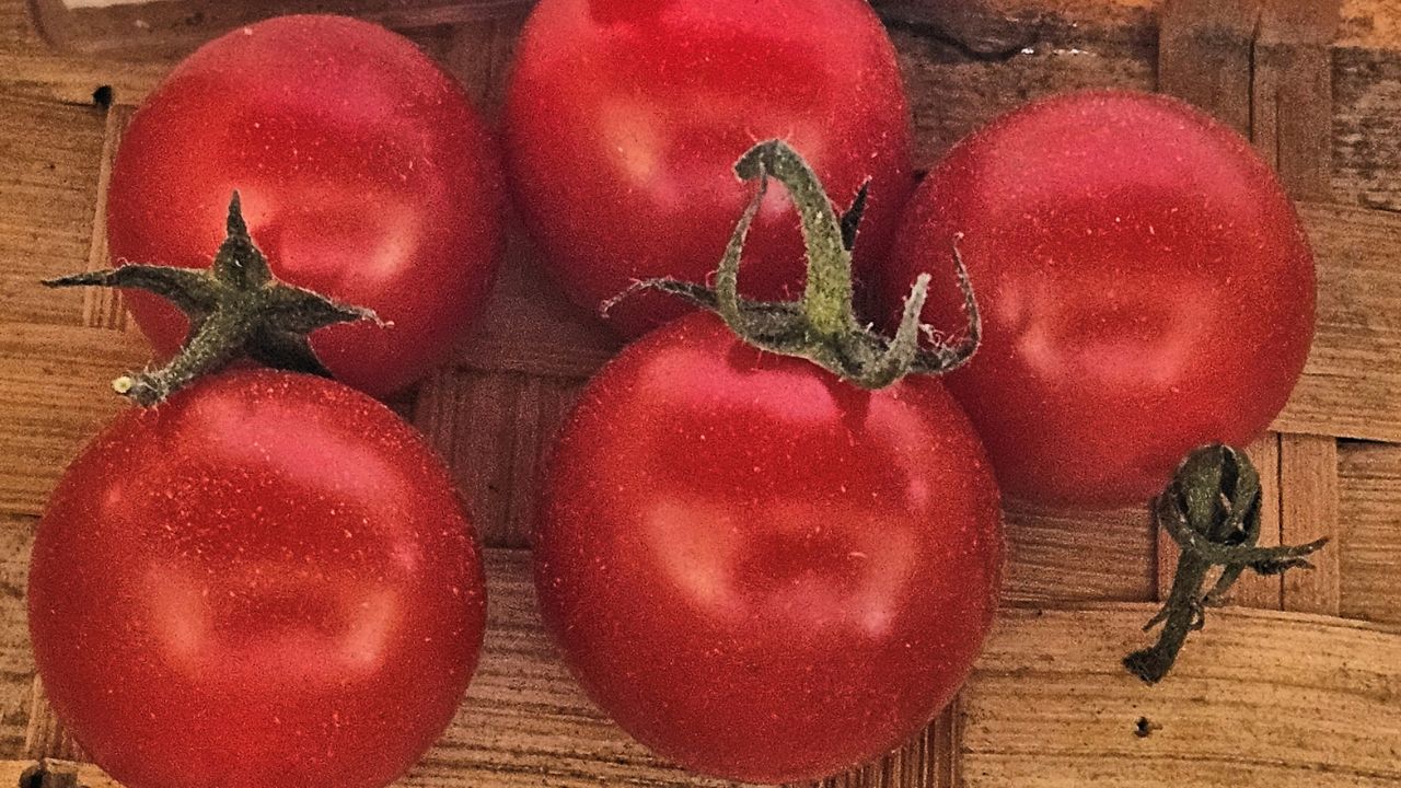 Super Sweet 100 variety tomatoes that were entered into a produce contest at a county fair.