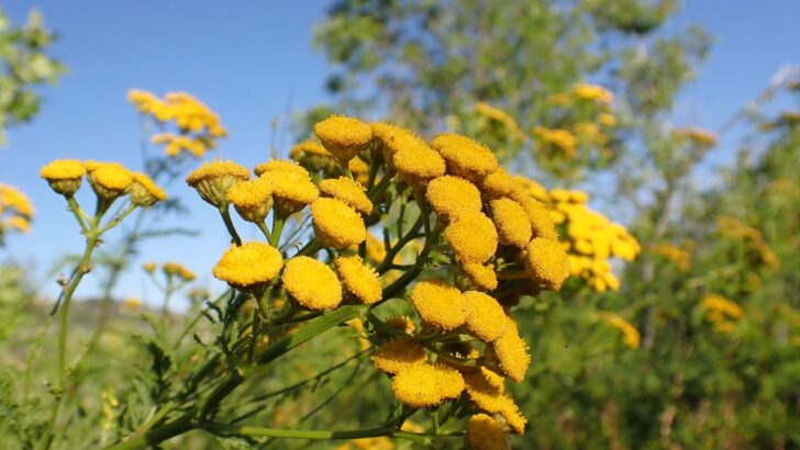 16 Plants to Never Ever Grow in Your Yard