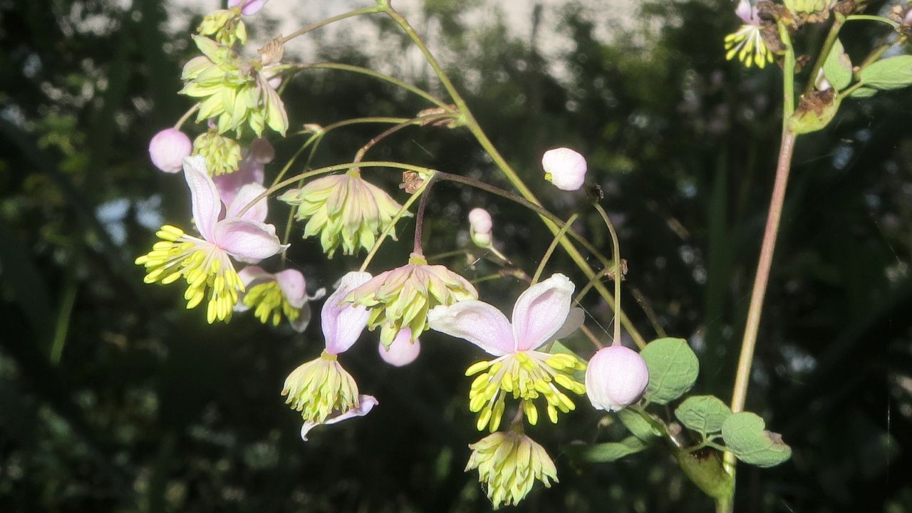 Thalictrum rochebruneanum, Ueda city, Nagano pref., Japan