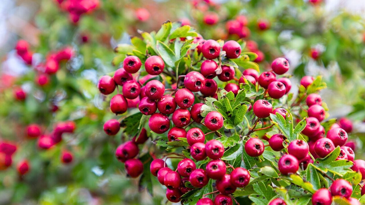 This is a picture of the protected area listed at WDPA under the ID, Crataegus monogyna