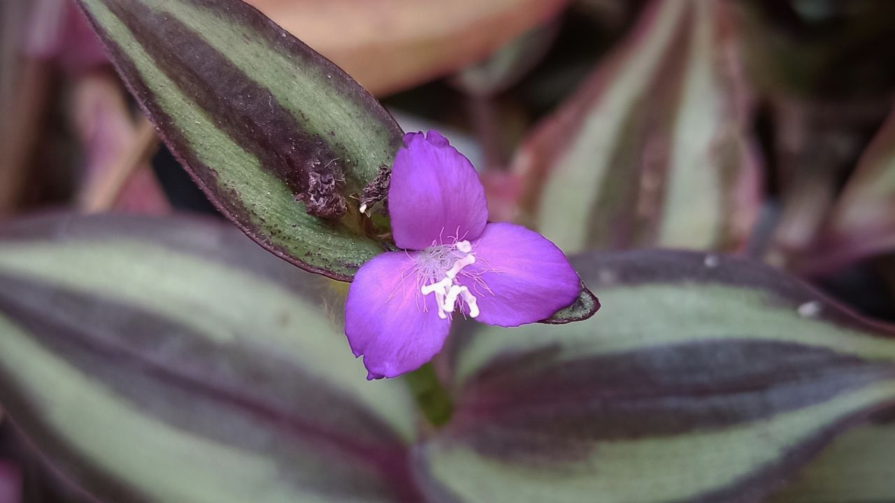Tradescantia (Tradescantia zebrina)