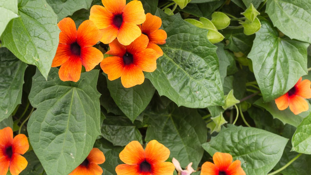 black-eyed Susan vine - thunbergia alata
